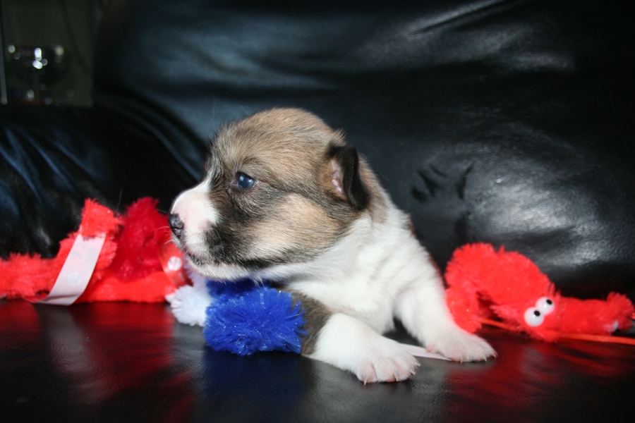 Puppies